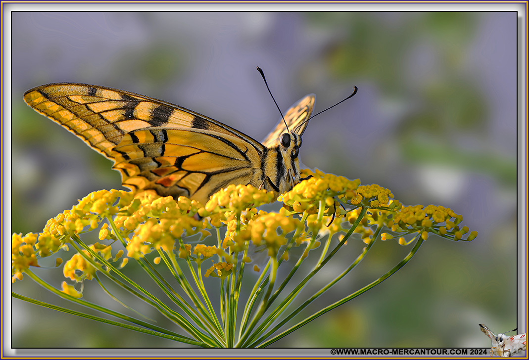 Machaon